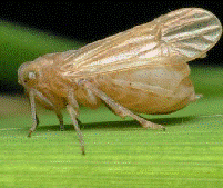 adult