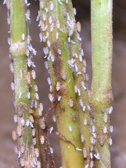 nymph