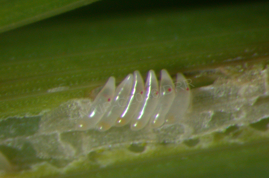Whitebacked planthopper Eggs
