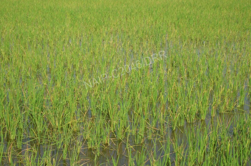 Field Infestation by Yellow Stemborer during vegetative stage in rice.